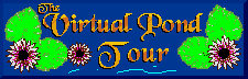 [The VirtualPond Tour]