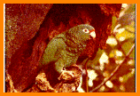 [Puertorican parrot]