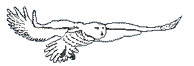 snowy owl animation