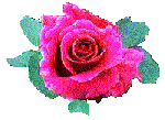 [rose]