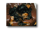 Jasper - Gordon Setter