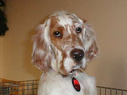 Rudy - English Setter Puppy