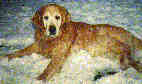 4dog.gif (2923 bytes)