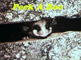 peek a boo reduced to 256 colors after 50 compression 76k