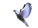 Paloma, multigif