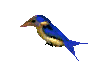 pajaro azul. 6KB