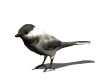 chickadee 5KB