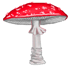 Amanita muscaria, gif