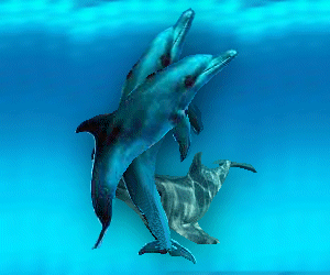 dolphins #1