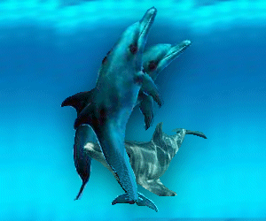 dolphins #2