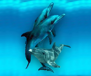 dolphins #3