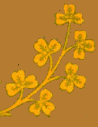 Clover