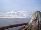 bigtreebeach.JPG (82222 bytes)