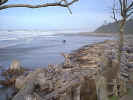logbeach.JPG (112245 bytes)
