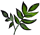 Tea Leaf