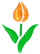 Orange Tulip