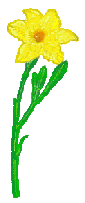 Yellow Daffodil