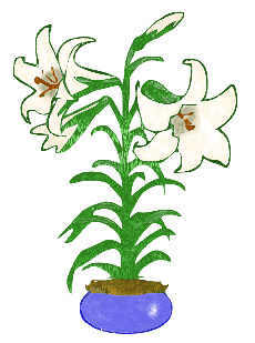 Lily Pot