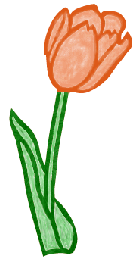 Orange Tulip