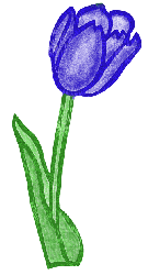Blue Tulip
