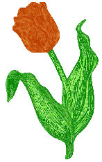 Orange Tulip