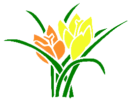 Orange & Yellow Tulip