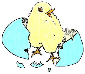 Chick in Shell