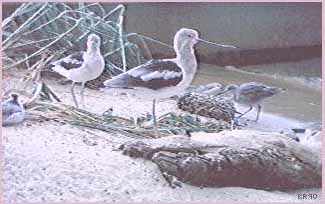 Photo of two avocets, sandpiper and a sanderling