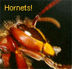 Hornets - Hornissen - Hornissenschutz