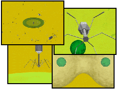 Virus!