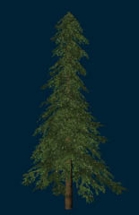 fir_2.jpg(102 Kb)