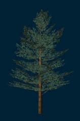 fir.jpg (118Kb)