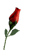 redrose.gif (9198 bytes)