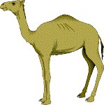 Camel