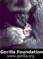 The Gorilla Foundation