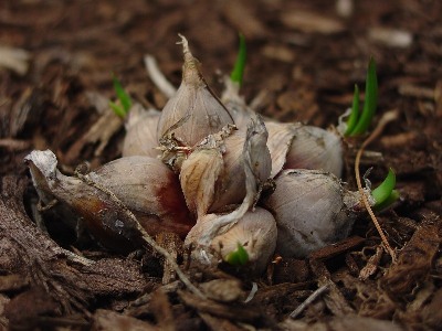 Egyption Onions