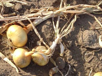 Onion