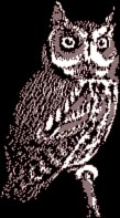 red-phase screech owl