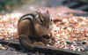 CHIPPY.JPG (41219 bytes)