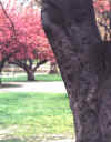 TREECRV.JPG (121313 bytes)