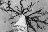 Ceiba