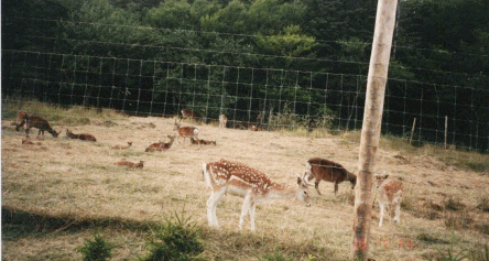 The deer.