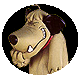 doog
