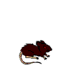 the rat
