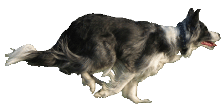 moo_in_motion