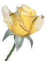 It's a rose...