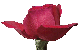rosetran