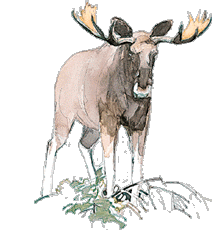 Elk