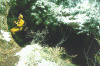 corg1.gif (163999 bytes)