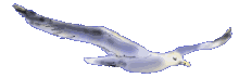 gull.gif (27456 bytes)